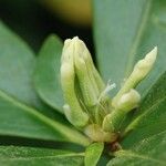 Rhododendron loranthiflorum Flower