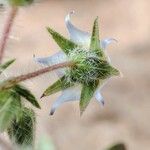 Trichodesma africanum Flor