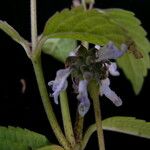 Coleus pallidus