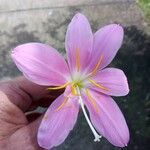 Zephyranthes carinata Flor