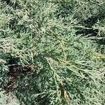 Juniperus horizontalis Levél