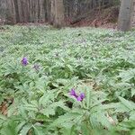 Cardamine glanduligera Flors