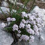 Petrocallis pyrenaica Flower