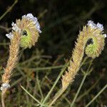 Phacelia distans Elinympäristö