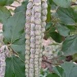 Garrya elliptica Çiçek