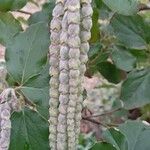 Garrya elliptica Blüte