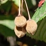 Tilia platyphyllos Fruit