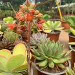 Echeveria affinis Кветка