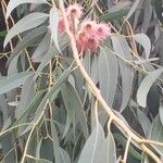 Eucalyptus sideroxylon Květ