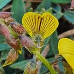 Crotalaria emarginella Flor