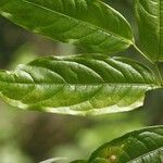 Eschweilera chartaceifolia Φύλλο
