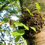 Betula papyrifera पत्ता