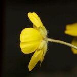 Ranunculus spicatus Cvet