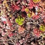 Sedum spurium 叶