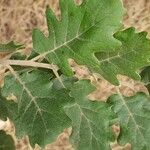 Quercus pubescens Листок