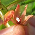 Camaridium dendrobioides Flower