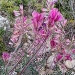 Hedysarum boveanum Цвят