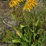 Hymenoxys hoopesii Flower