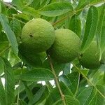 Juglans nigra