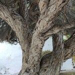 Melaleuca armillaris 樹皮