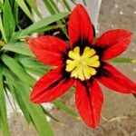 Sparaxis tricolor Blomma