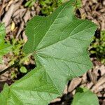 Malva multiflora Leaf