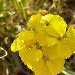 Erysimum rhaeticum Цветок