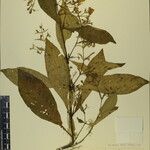 Echinacanthus attenuatus Otro