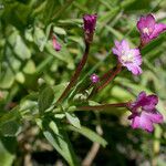 Epilobium glaberrimum Hábito