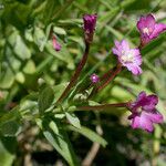 Epilobium glaberrimum Celota