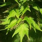 Acer micranthum ഇല