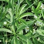 Potentilla alba Φύλλο