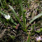 Lewisia pygmaea Хабит