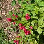 Weigela hortensis 花