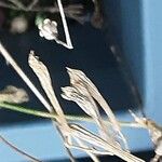 Silene italica Owoc
