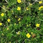 Potentilla erecta Цветок