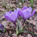 Crocus neapolitanus Fuelha