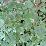 Morus alba Hoja