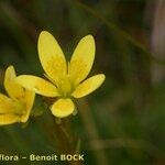 Saxifraga hirculus Folha