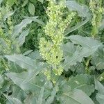 Rumex confertus Liść