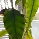 Rhipsalis elliptica Кветка