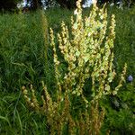 Rumex thyrsiflorus 果