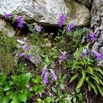 Campanula sibirica Habitus