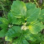 Rubus saxatilis Облик