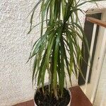 Dracaena reflexaDeilen