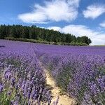 Lavandula × intermedia Fiore