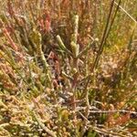 Salicornia europaea Blatt