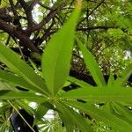 Ceiba pentandra Levél