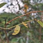 Dalbergia hupeana Corteza