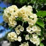 Cordia dentata Flor